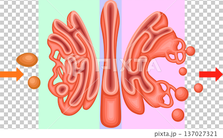 Golgi apparatus structure illustration 137027321