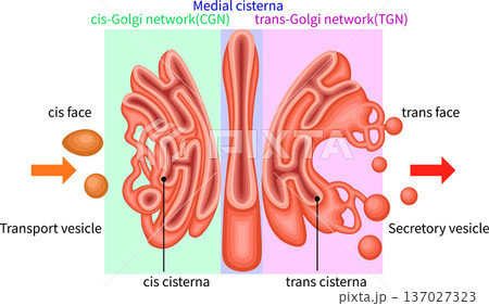 ゴルジ体 構造 イラスト 英語 ゴルジ体 構造 イラスト 英語 137027323