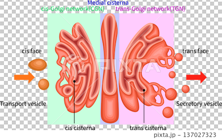 ゴルジ体 構造 イラスト 英語 ゴルジ体 構造 イラスト 英語 137027323