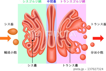 ゴルジ体 構造 イラスト 日本語 ゴルジ体 構造 イラスト 日本語 137027324