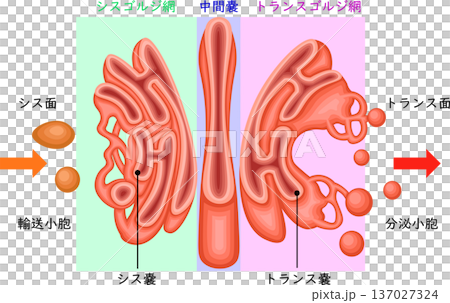 ゴルジ体 構造 イラスト 日本語 ゴルジ体 構造 イラスト 日本語 137027324