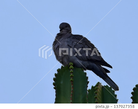 Solitary bird with dramatic lighting, Minimalist scene emphasizing solitude and environmental themes 137027358