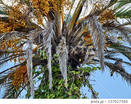 Sunlit forest crowns with intertwined plants, Aerial view of tangled foliage and aged tree trunk 137027360