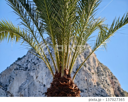 Bright palms and rugged mountains, Elegant palm trees against dramatic rocky cliff and azure sky 137027365