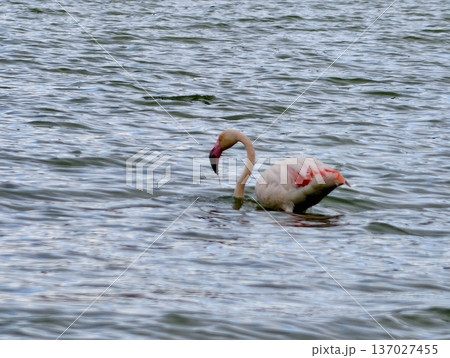Pink flamingo resting, Peaceful pink flamingo wades through rippling water with reflected serenity Pink flamingo resting, Peaceful pink flamingo wades through rippling water with reflected serenity 137027455