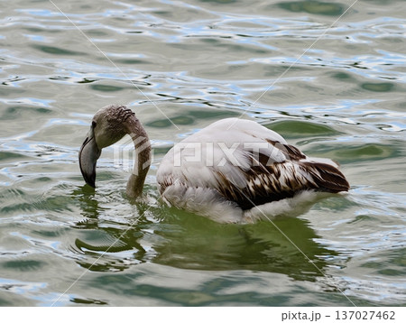 Young flamingo learns shallow feeding, Baby flamingo forages in lagoon waters with colorful feathers 137027462