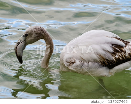 Feeding flamingo portrait, Closeup of flamingo feeding, Feeding flamingo with detailed feathers and ripples 137027463