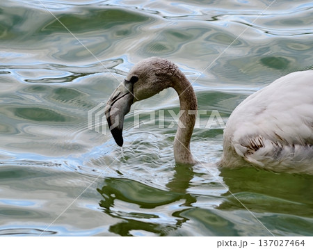 Graceful bird dips into tranquil water, Elegant flamingo reaches into gentle rippling lagoon to feed 137027464