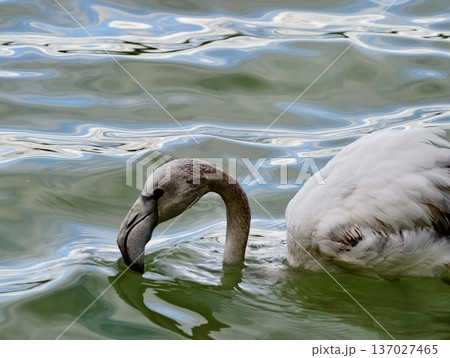 Pink bird observing, Serene flamingo carefully skims smooth green water surface with detailed feathers Pink bird observing, Serene flamingo carefully skims smooth green water surface with detailed feathers 137027465