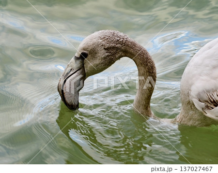 Young bird carefully examines rich fluid, Juvenile bird inspects nutrientdense aquatic environment 137027467