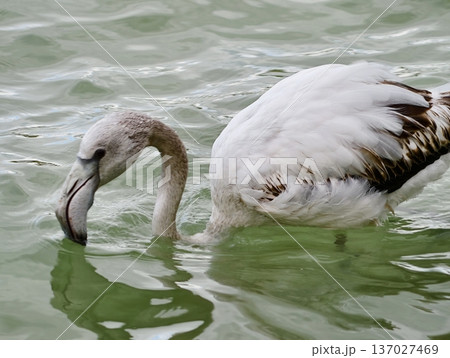 Bird examining water for prey, Young flamingo standing in water hunting for small crustacean prey Bird examining water for prey, Young flamingo standing in water hunting for small crustacean prey 137027469