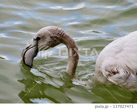 Comprehensive depiction of flamingo filtering process combined with droplets descending animation 137027471