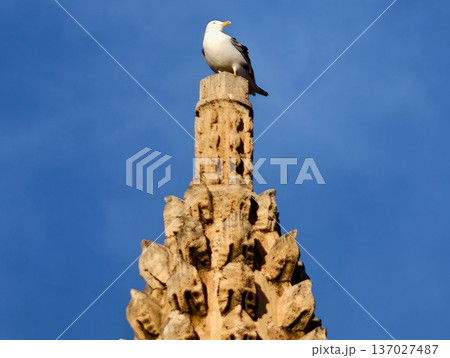 Urban coastal scene capturing seagull resting peacefully on ornate stone tower with detailed craftsmanship 137027487