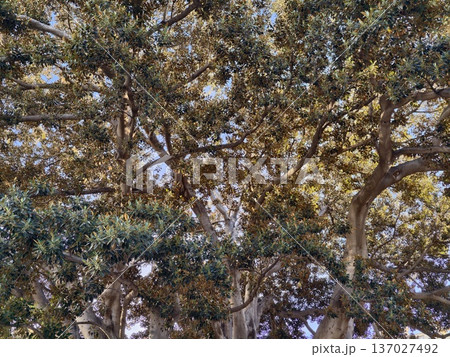 Quiet forest with textured branches, Peaceful forest scene showing intertwined limbs and sunlit textures Quiet forest with textured branches, Peaceful forest scene showing intertwined limbs and sunlit textures 137027492
