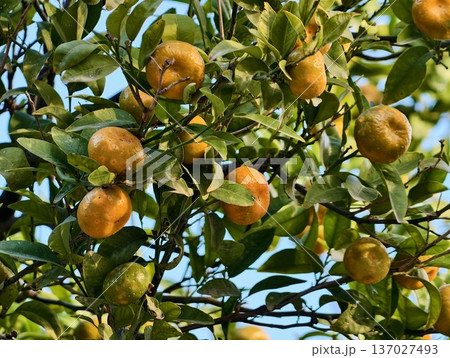 Vibrant scene of orchard under morning light, Sunlit branches laden with colorful fruit against blue sky Vibrant scene of orchard under morning light, Sunlit branches laden with colorful fruit against blue sky 137027493