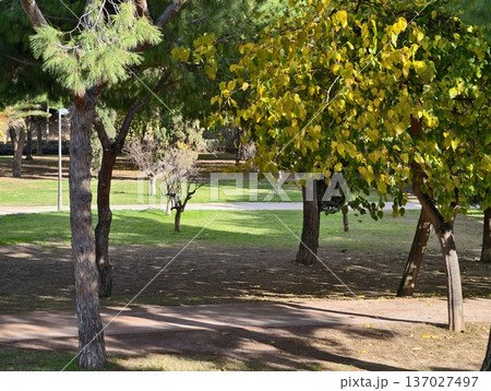 Sunny park stroll, Peaceful afternoon in sundrenched park with trees and open spaces for relaxation Sunny park stroll, Peaceful afternoon in sundrenched park with trees and open spaces for relaxation 137027497