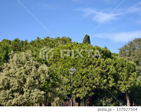 Bright day highlights park and sky scene, Greenbelt and structures blend in tranquil daylight scene 137027504