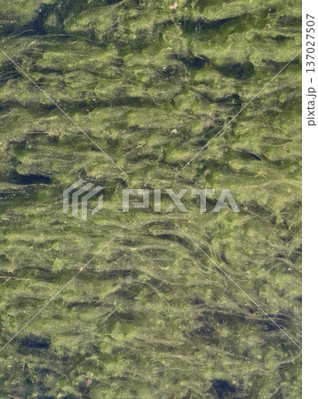 Highly detailed macro image showcasing weathered and mossy rocky land ideal for ecological themed settings Highly detailed macro image showcasing weathered and mossy rocky land ideal for ecological themed settings 137027507