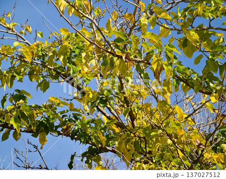 Bright autumn leaves against clear sky revealing detailed vein structure and lively seasonal contrast 137027512