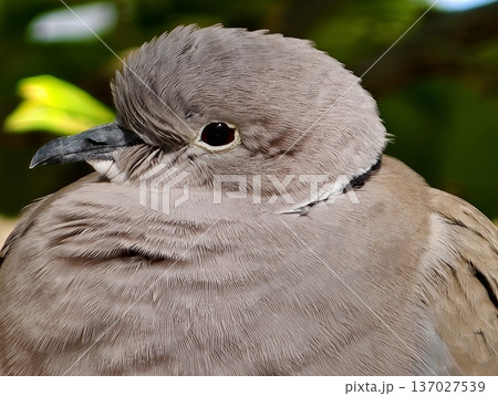 Dove amid foliage, Closeup shot of tranquil collared dove nestled in leaves during gentle dawn hours 137027539