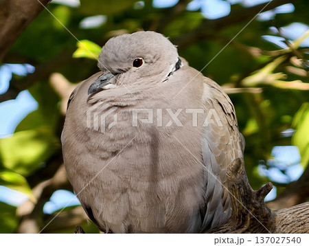 Bird perched in leafy canopy exhibiting keen awareness under filtered sunlight in city garden environment Bird perched in leafy canopy exhibiting keen awareness under filtered sunlight in city garden environment 137027540