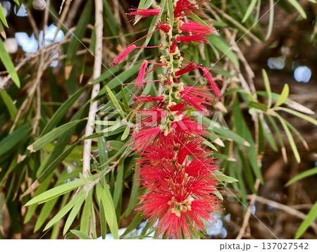 Close imagery of red botanical bloom with foliage, Detailed shot of red flower with green leaves and pollen Close imagery of red botanical bloom with foliage, Detailed shot of red flower with green leaves and pollen 137027542