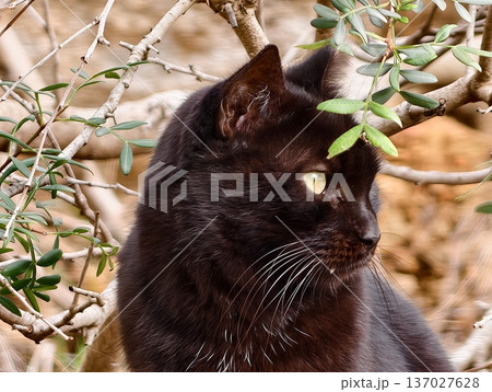 Silent feline observes distant motion, Dark feline silhouette pauses amidst surrounding branches 137027628