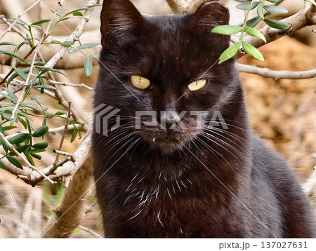Gazing feline portrait, Reflective black cat with amber gaze and soft natural illumination details Gazing feline portrait, Reflective black cat with amber gaze and soft natural illumination details 137027631