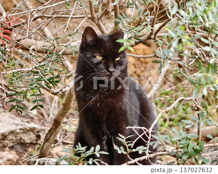 Silent black cat blends into foliage, Secretive feline hidden amidst olive branches and rustic textures 137027632