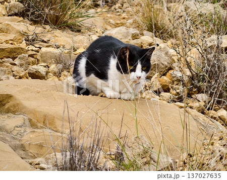 Cat resting on stones observes surroundings, Valiant black and white feline surveys rocky terrain diligently 137027635