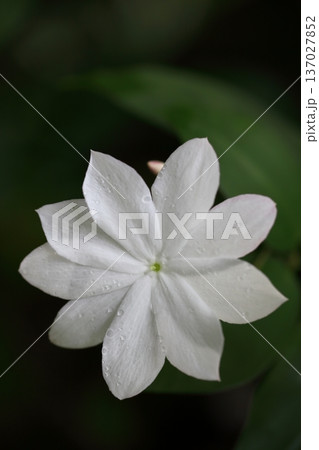 雨に濡れたシャムソケイの花 雨に濡れたシャムソケイの花 137027852