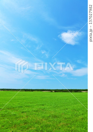 北海道　夏の青空と道東の草原風景 137027982