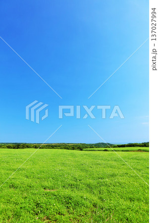 北海道　夏の青空と新緑の高原風景 137027994