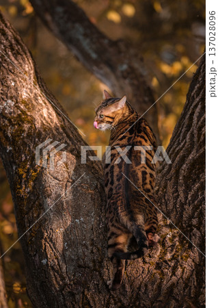 A beautiful Bengal cat among foliage and trees. Domestic cat hunting in the forest A beautiful Bengal cat among foliage and trees. Domestic cat hunting in the forest 137028096