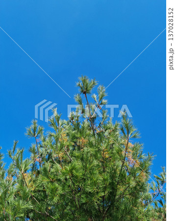 Blue sky and pine trees Blue sky and pine trees 137028152