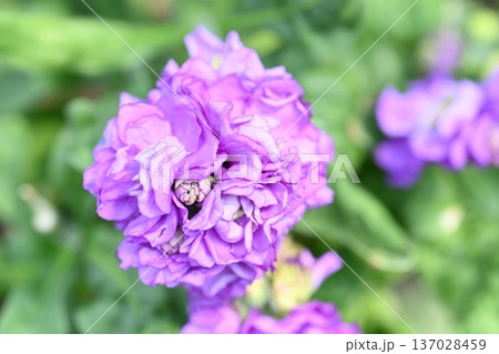 紫色の花 紫色の花 137028459