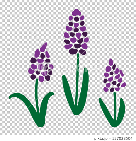 簡單的春季紫色花朵插圖:風信子薰衣草 簡單的春季紫色花朵插圖:風信子薰衣草 137028504