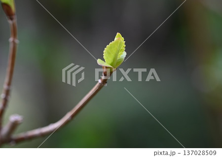 木の蕾 137028509