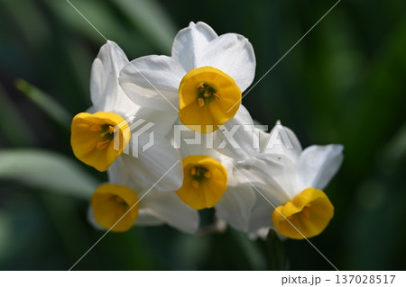 咲き始めた、水仙の花 咲き始めた、水仙の花 137028517