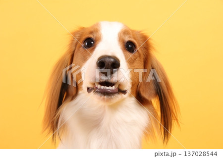 歯を見せるコーイケルホンディエのアップ 137028544