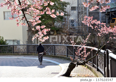 熱海糸川沿いに咲く熱海桜 137028547