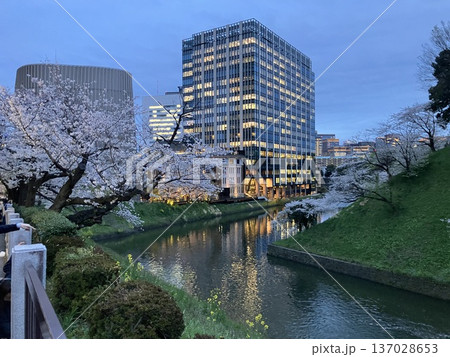 東京・九段下 牛ヶ淵のお濠に映る夜桜とオフィスビルの夜景 東京・九段下 牛ヶ淵のお濠に映る夜桜とオフィスビルの夜景 137028653