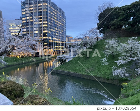 東京・九段下 牛ヶ淵のお濠に映る夜桜とオフィスビルの夜景 東京・九段下 牛ヶ淵のお濠に映る夜桜とオフィスビルの夜景 137028654