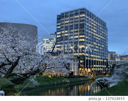 東京・九段下 牛ヶ淵のお濠に映る夜桜とオフィスビルの夜景 137028655