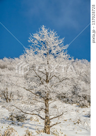 赤城山地蔵岳スノーハイク 137028728