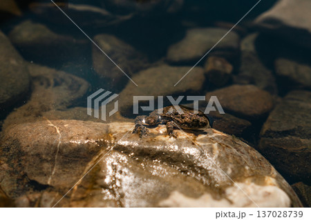 Small Frog Resting on Stone in Clear Shallow Water Small Frog Resting on Stone in Clear Shallow Water 137028739