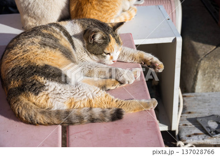 ベンチでくつろぐ三毛猫 ベンチでくつろぐ三毛猫 137028766
