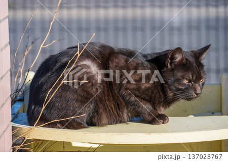 黒猫 黒猫 137028767