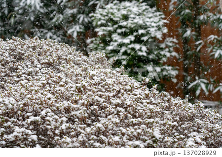 庭の木に積もった雪 137028929