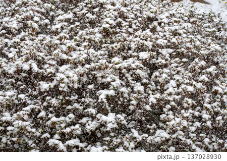 庭の木に積もった雪 137028930